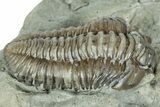 Curled Flexicalymene Trilobite Fossil - Indiana #287640-3